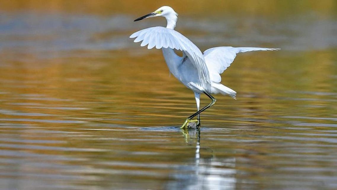 Al-Ahsa's 'Al-Asfar Lake' is a natural sanctuary and home to migratory birds