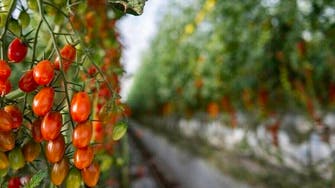 UAE agritech startup raises $50 mln via sukuk to grow tomatoes in the desert