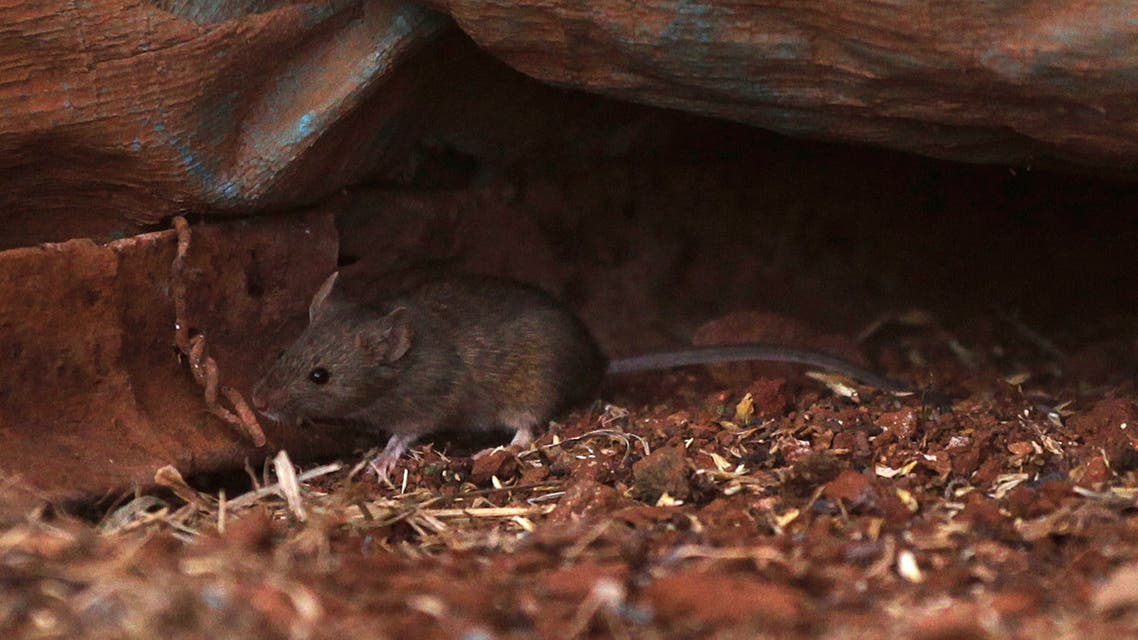 A mouse runs away from a silo in a farm near Parkes, 221 miles (357 km) west Sydney July 7, 2011. Australia's grain regions face an increasing threat from plagues of mice, a rodent expert said, warning against new plagues in the spring, while a New South Wales farmer feared that about 30 percent of his wheat crop may have been lost. REUTERS/Daniel Munoz (AUSTRALIA - Tags: ENVIRONMENT BUSINESS AGRICULTURE ANIMALS)