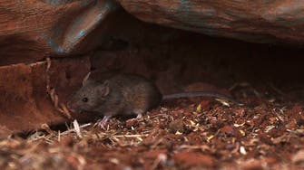 Plague of mice hits parts of rural Australia