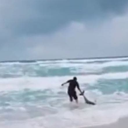 فيديو.. هكذا أنقذ تونسي دلفيناً متجمداً بعز البرد