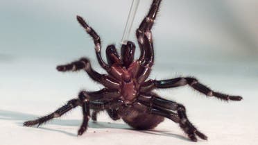 A Sydney funnel-web spider. (Reuters)