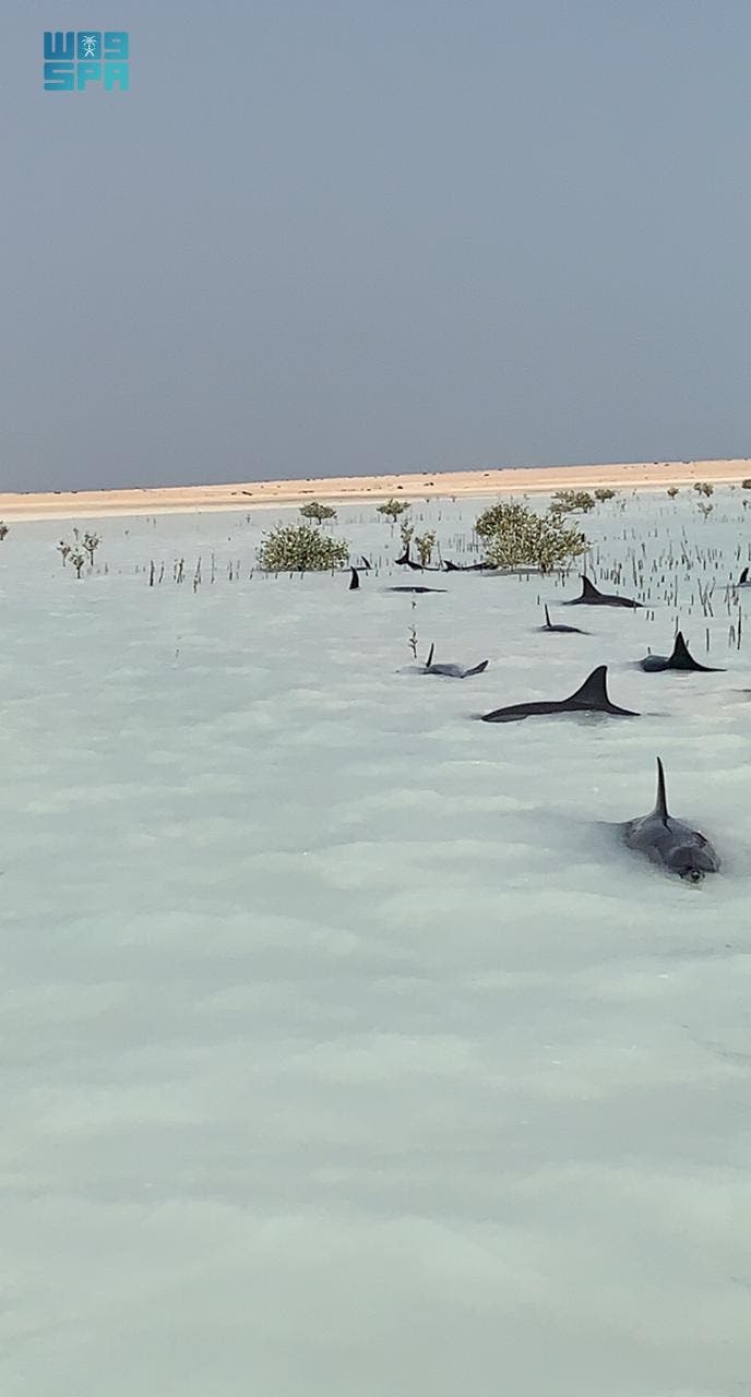 Beached dolphins in Saudi Arabia’s Khor al-Thuqba on the Red Sea. (SPA via Twitter)