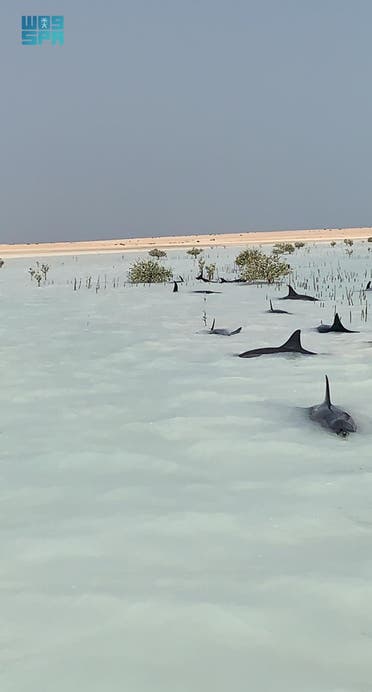 Beached dolphins in Saudi Arabia’s Khor al-Thuqba on the Red Sea. (SPA via Twitter)