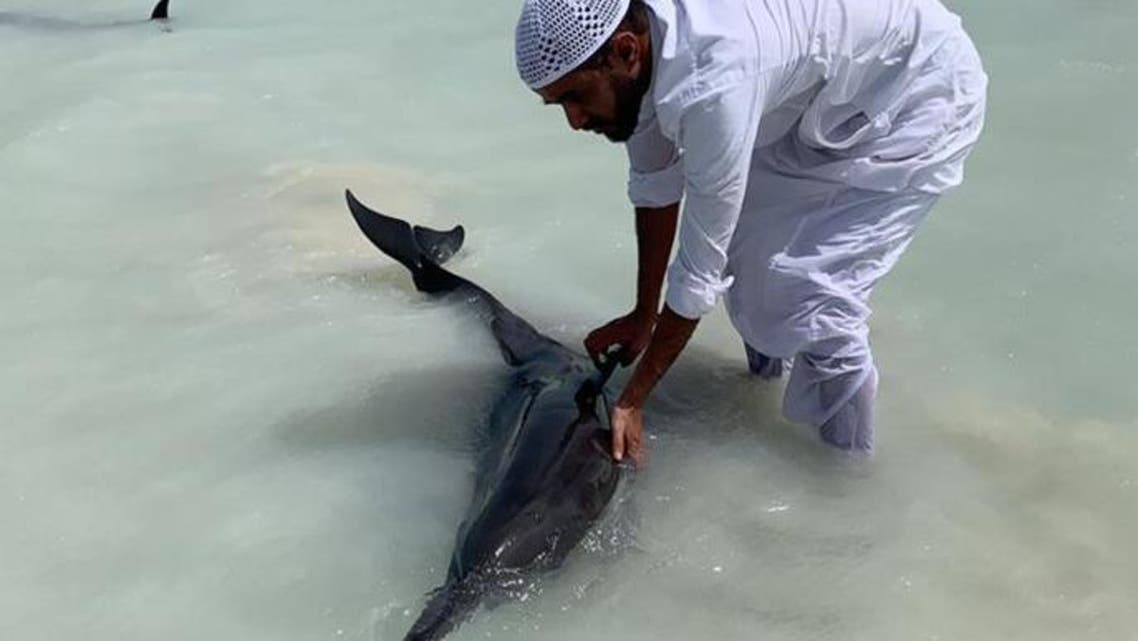 A man rescues a dolphin that had become beached in Saudi Arabia’s Khor al-Thuqba on the Red Sea. (SPA via Twitter)