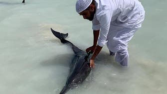 Authorities in Saudi Arabia rescue beached dolphins, seven dead