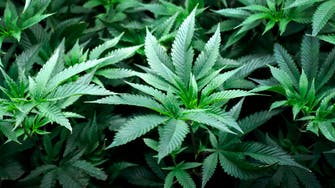 Germany waters down plan to legalize cannabis after talks with Brussels
