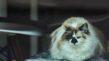 Russia creates world's first COVID-19 vaccine for animals: Watchdog | Al Arabiya English Russia creates world's first COVID-19 vaccine for animals: Watchdog | Al Arabiya English