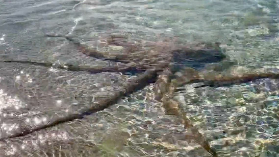 An octopus spreads its tentacles under water near the shore in Dunsborough, Australia, on March 18, 2021. (Social media: Reuters)