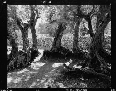 The primary focus of Warde’s offering is centered on a grove of 16 millennial olive trees, located in the Lebanese village of Bchaaleh which are several thousand years old, and have served as a gathering place for residents for generations. (Image: Fouad Elkoury)