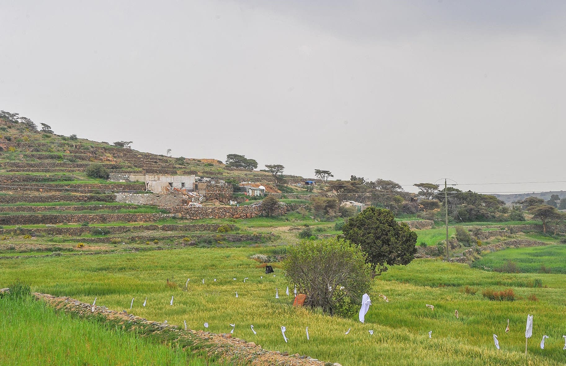 المدرجات الزراعية