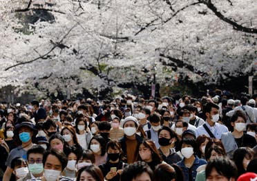 Visitors wearing protective face masks amid the coronavirus disease (COVID-19) pandemic, walk underneath blooming cherry blossoms at Ueno Park in Tokyo, Japan, March 27, 2021. (File photo: Reuters)