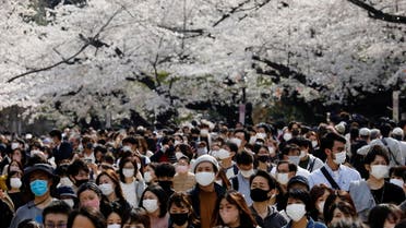 Visitors wearing protective face masks amid the coronavirus disease (COVID-19) pandemic, walk underneath blooming cherry blossoms at Ueno Park in Tokyo, Japan, March 27, 2021. (File photo: Reuters)