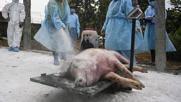 This photograph taken on May 27, 2019 shows health officials spraying disinfectant on a dead pig at a farm in Hanoi before burying it in an isolated quarantined pit to stop the spread of African Swine Fever. (File photo: AFP)