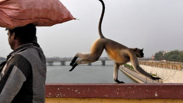 A monkey runs past a man as it crosses a bridge on the Sabarmati river in Ahmedabad. (Reuters)