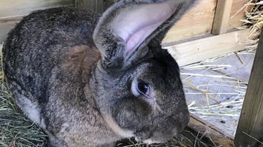 British police are seeking thieves who bagged the world’s largest rabbit named Darius from his owner’s garden. (Supplied: Twitter)