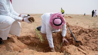 It’s time for the Middle East to work together on climate change, afforestation