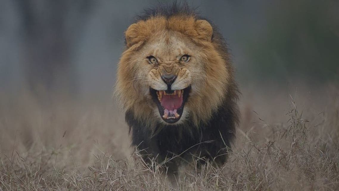 Lion attack