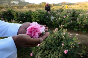 A worker at the Bin Salman farm hold a Damascena (Damask) rose in his hand, used to produce rose water and oil, in the western Saudi city of Taif, on April 11, 2021. (AFP)
