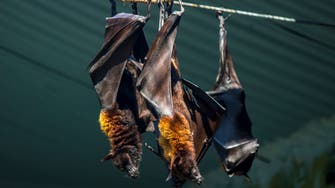 خطر يهدد.. نوع جديد من كورونا يظهر على خفافيش بريطانيا