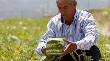 Agriculturist George Haddad holds a square-shaped watermelon that he grows in an agriculture field in Ain al-Mir village, southern Lebanon. (File Photo: AP)