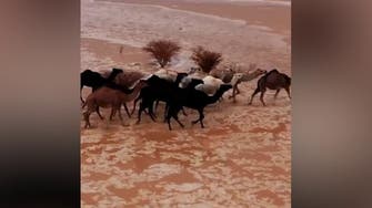 Drone footage shows camels amid desert flash floods in Saudi Arabia’s Al Khurma