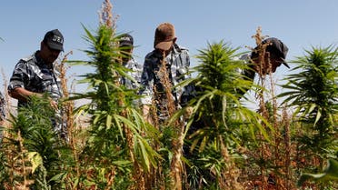 Lebanese policemen from the anti-drugs unit, remove thousands of square meters of cannabis plants, in the village of Bouday, at the eastern Bekaa Valley near the ancient city of Baalbek. (AP)