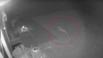 ویدیو؛ مشاهده حیوانی شبیه «دایناسور» در فلوریدا