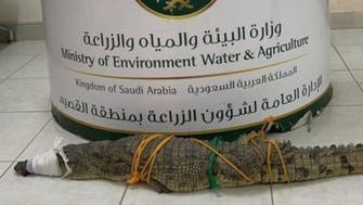 سعودی عرب: القصیم میں آبادی میں داخل ہونے والے مگرمچھ کو پکڑ لیا گیا