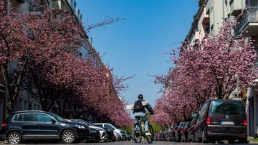 A youth cycles down a street lined with blossoming cherry trees in Berlin on April 28, 2021. (AFP)