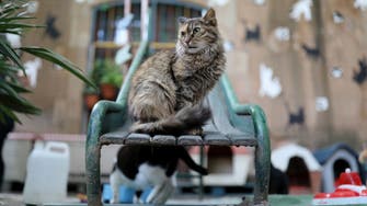 First cat cafe opens in Gaza Strip, a cozy refuge from life under blockade
