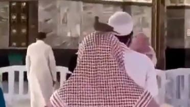 حمامة