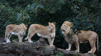 Eight lions test positive for COVID-19 in Indian zoo