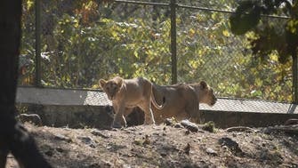 بھارت میں انسانوں کے بعد کرونا جانوروں میں بھی داخل ، 8 شیر متاثر