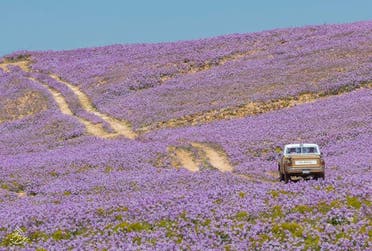 منظرهای از طبیعت بهاری در سعودی