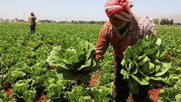 A farmer holds lettuce as he stands in a lettuce field in Rayak, Bekaa Valley, Lebanon, May 10, 2021. Picture taken May 10, 2021. (Reuters)