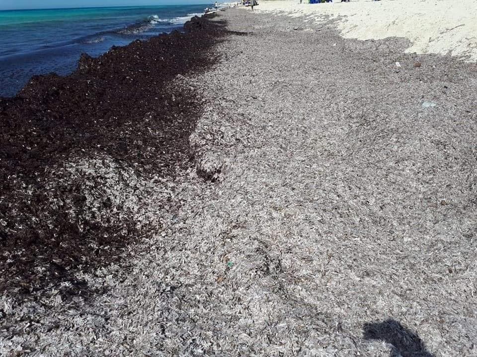 نباتات سوداء غريبة تظهر على شاطئ البحر المتوسط في مصر و تثير الذعر