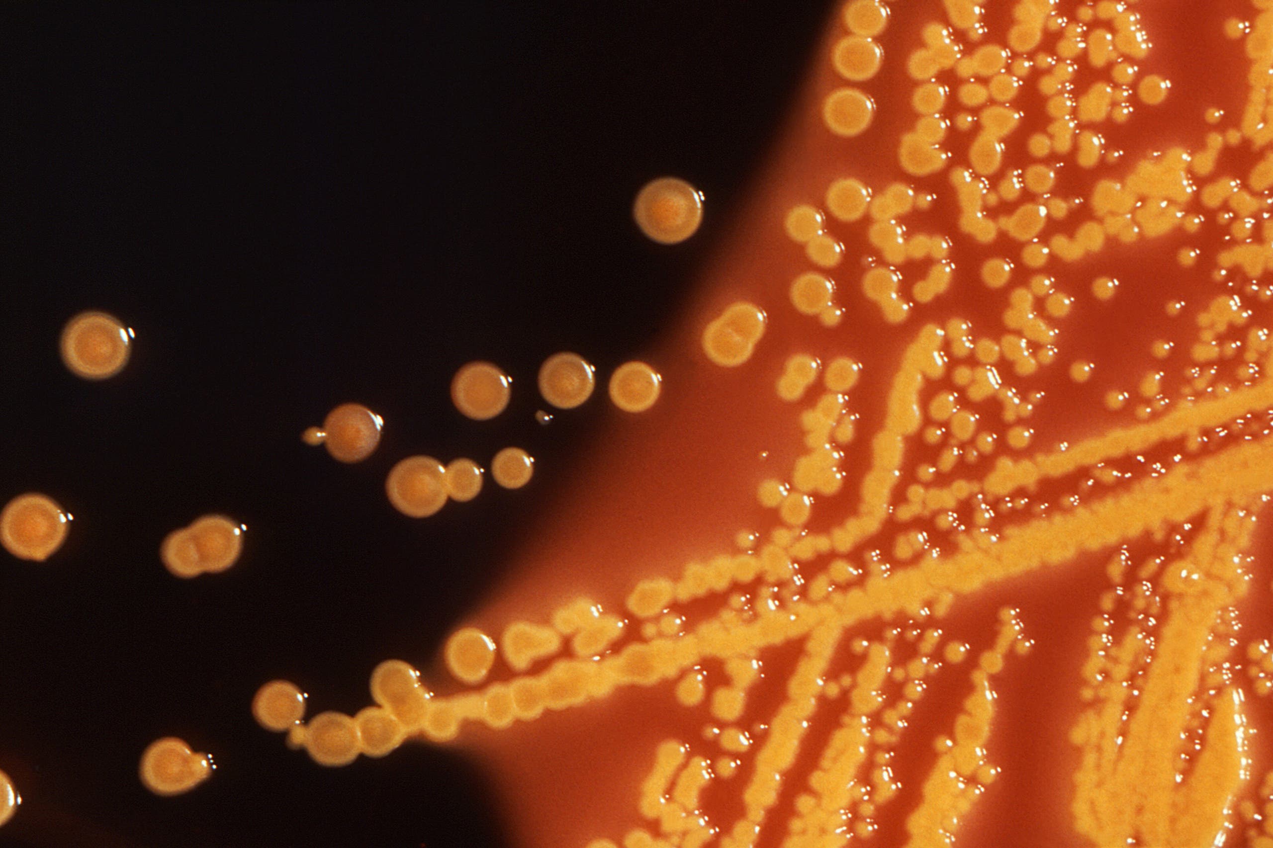 مجموعة من بكتيريا "إشريكية قولونية" (إي كولي) 