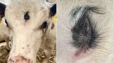 The birth of a strange three-eyed calf in Britain 