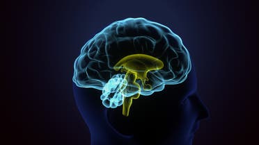 دماغ الإنسان (شترستوك)