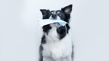 Dog holding in a mouth a surgical mask stock photo