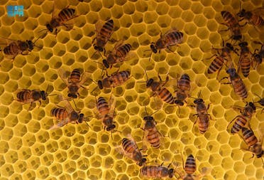 استخراج أجود أنواع العسل
