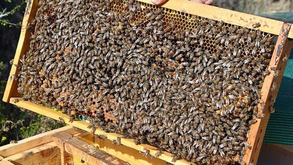 انتاج العسل في عسير