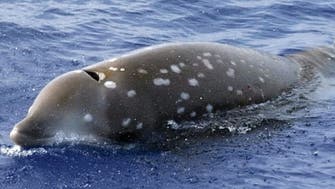 کشف 16 کیلوگرم پلاستیک از معده یک نهنگ در فرانسه