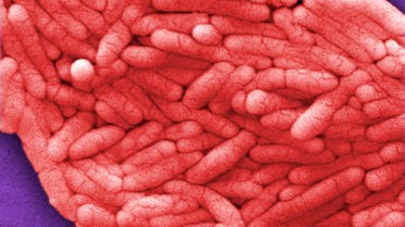 Under a very high magnification of 12000X, this colorized scanning electron micrograph shows a large grouping of Gram-negative Salmonella bacteria. A salmonella outbreak has sickened at least 21 people and prompted the recall of 800,000 pounds of ground beef, federal officials announced August 7, 2009. REUTERS/Janice Haney Carr/CDC/Handout (UNITED STATES HEALTH) FOR EDITORIAL USE ONLY. NOT FOR SALE FOR MARKETING OR ADVERTISING CAMPAIGNS