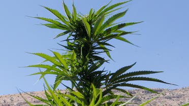 Green shoots of cannabis are seen in a field overlooking a lake in Yammouneh in West of Baalbek, Lebanon August 13, 2018. Picture taken August 13, 2018. (Reuters)