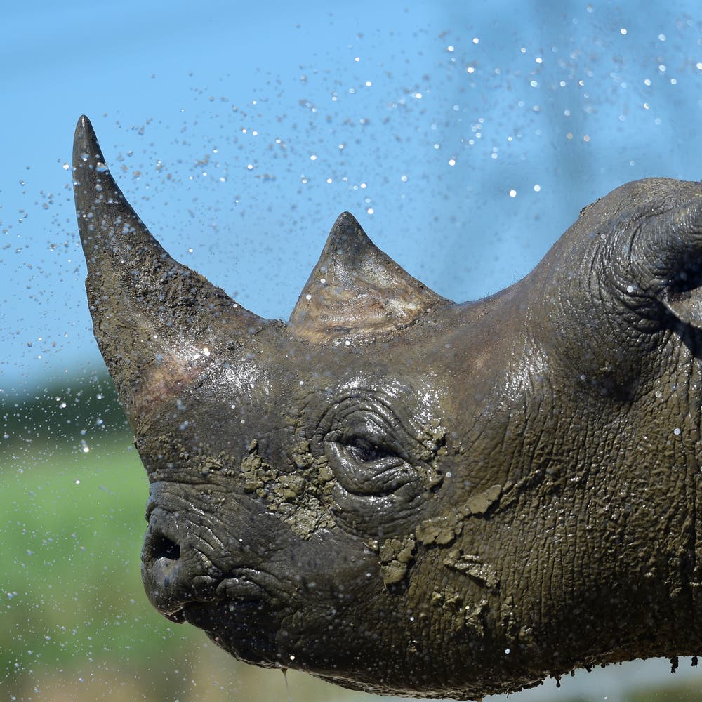 What is rhino horn made of?, News