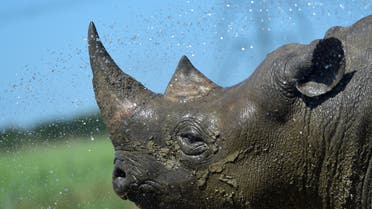 Nkosi, a critically endangered Eastern Black Rhino is hosed down by its keeper at Folly Farm and Zoo, Begelly, Pembrokeshire, Wales, Britain. July 25, 2019. (Reuters)