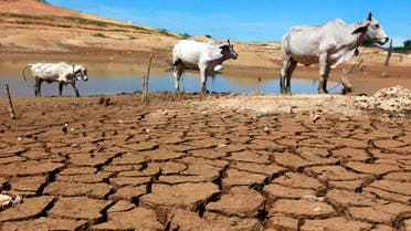 Cows are seen at the dried-up Sirikit dam in Thailand's Uttaradit province, 470 km (292 miles) north of the capital Bangkok June 17, 2010. (Reuters)
