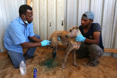 Palestinians treat a dog, which was wounded during the recent Israeli-Palestinian fighting, in Gaza May 24, 2021. (Reuters/Ibraheem Abu Mustafa)